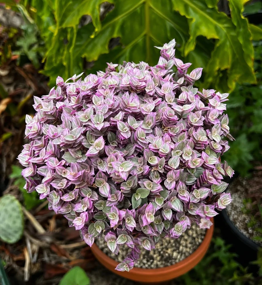 Callisia Live Plant Set – Turtle Vine, Pink Lady Houseplant – 5-8 Inch Tall, 4 Inch Pot - Image 6