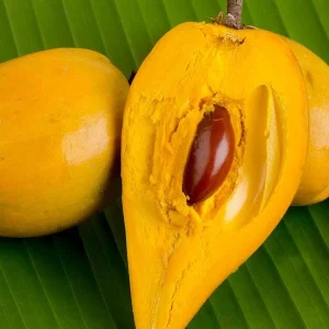 Canistel Fruit Tree Live Plant - Pouteria campechiana, 2-3 ft Tall, Edible Fruit - Image 2
