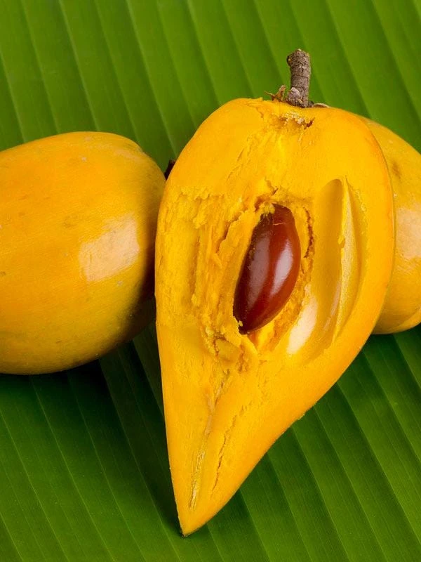 Canistel Fruit Tree Live Plant - Pouteria campechiana, 2-3 ft Tall, Edible Fruit - Image 2
