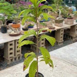 Canistel Fruit Tree Live Plant - Pouteria campechiana, 2-3 ft Tall, Edible Fruit - Image 3