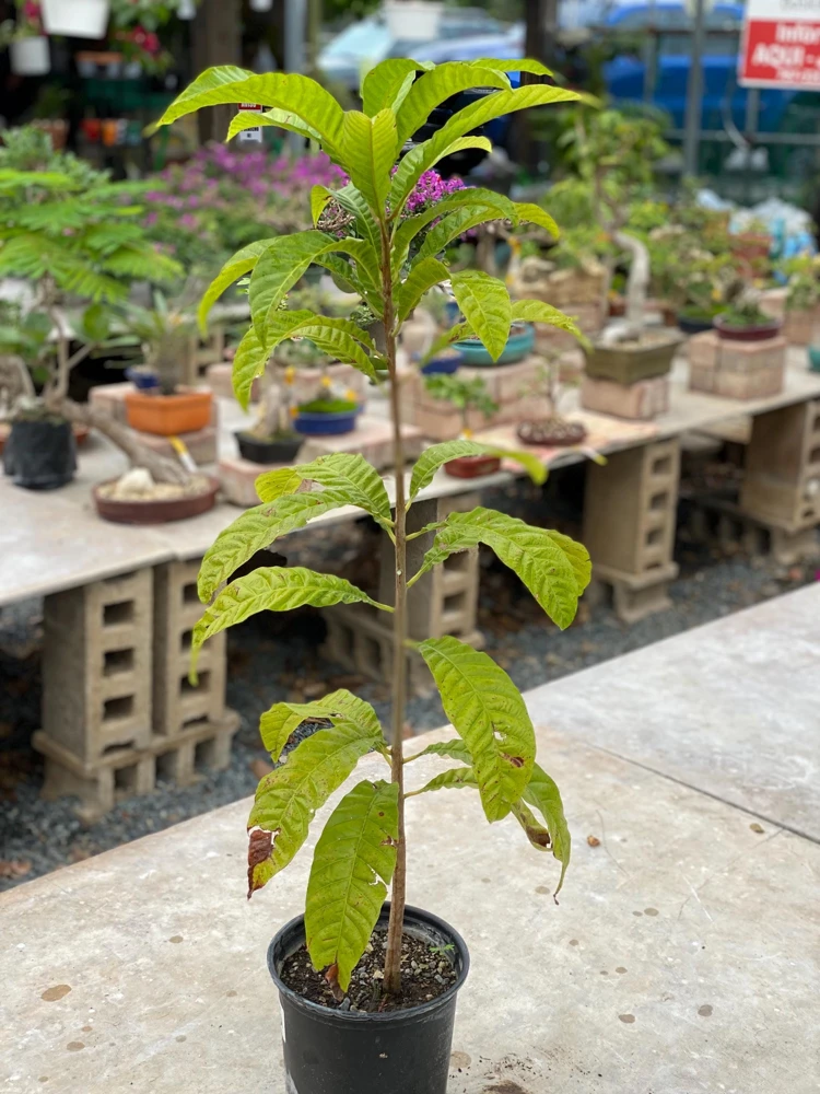 Canistel Fruit Tree Live Plant - Pouteria campechiana, 2-3 ft Tall, Edible Fruit - Image 3