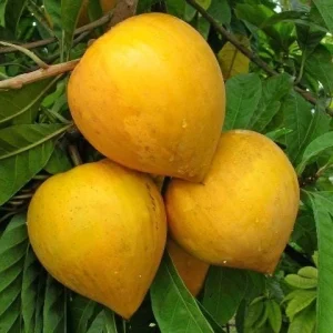 Canistel Fruit Tree Live Plant - Pouteria campechiana, 2-3 ft Tall, Edible Fruit - Image 5