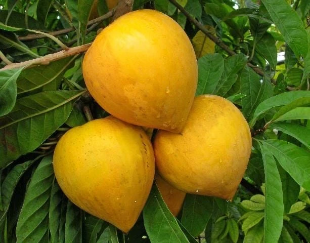 Canistel Fruit Tree Live Plant - Pouteria campechiana, 2-3 ft Tall, Edible Fruit - Image 5