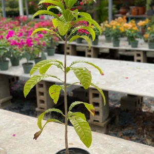 Canistel Fruit Tree Live Plant - Pouteria campechiana, 2-3 ft Tall, Edible Fruit - Image 7