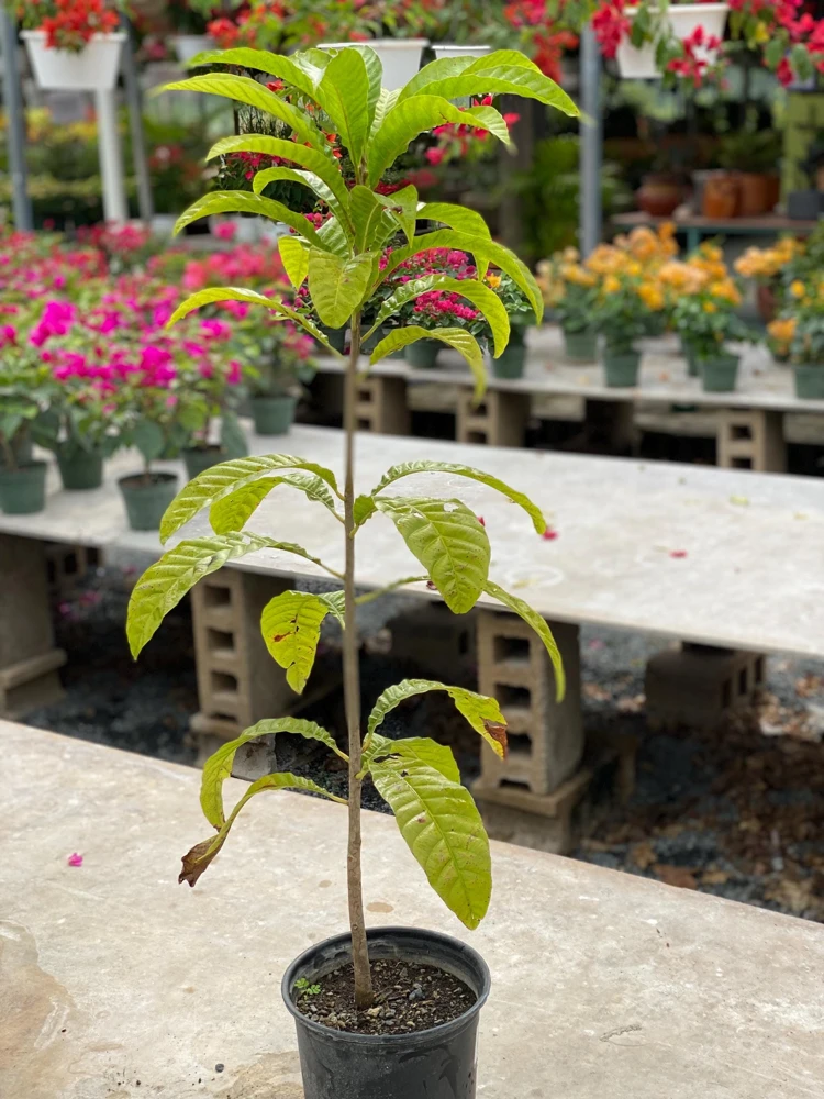 Canistel Fruit Tree Live Plant - Pouteria campechiana, 2-3 ft Tall, Edible Fruit - Image 7