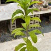 Canistel Fruit Tree Live Plant - Pouteria campechiana, 2-3 ft Tall, Edible Fruit - Image 1