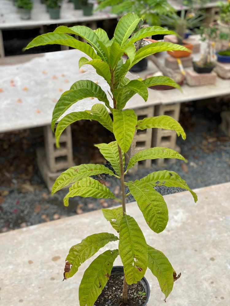 Canistel Fruit Tree Live Plant - Pouteria campechiana, 2-3 ft Tall, Edible Fruit - Image 1
