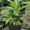 Canistel Fruit Tree – Pouteria campechiana Live Plant – 10-24 inches tall – Outdoor - Image 1