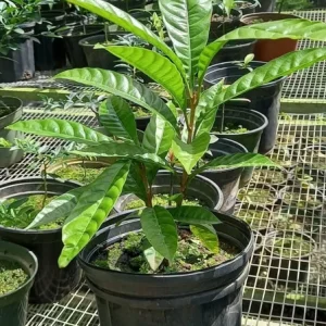 Canistel Fruit Tree – Pouteria campechiana Live Plant – 10-24 inches tall – Outdoor - Image 1