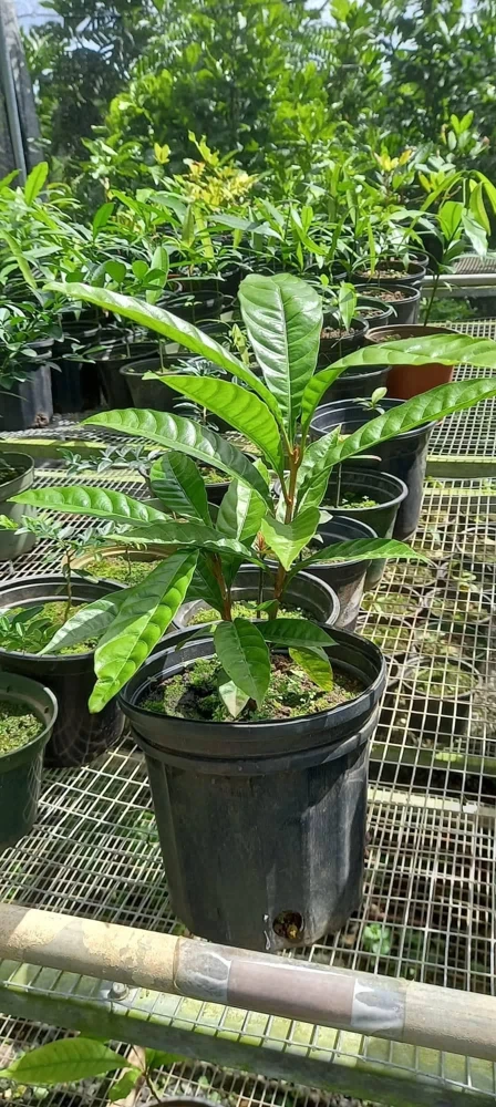 Canistel Fruit Tree – Pouteria campechiana Live Plant – 10-24 inches tall – Outdoor - Image 1