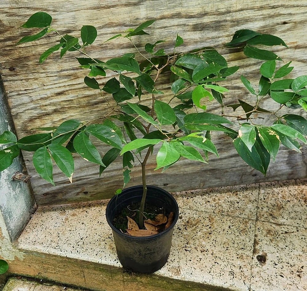 Carob Live Fruit Tree, Ceratonia siliqua, 2-3ft Tall Plant, Sweet Pods - Image 3