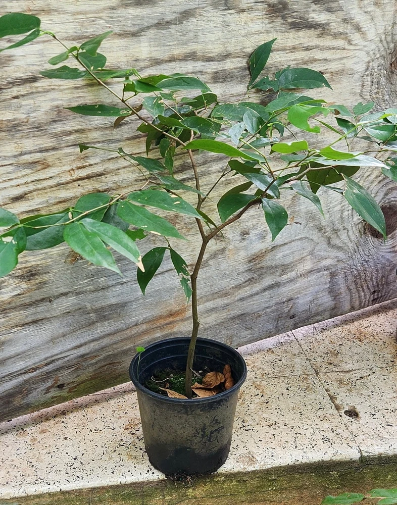 Carob Live Fruit Tree, Ceratonia siliqua, 2-3ft Tall Plant, Sweet Pods - Image 4