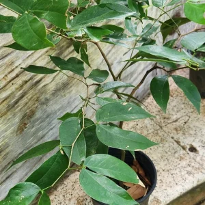 Carob Live Fruit Tree, Ceratonia siliqua, 2-3ft Tall Plant, Sweet Pods - Image 5