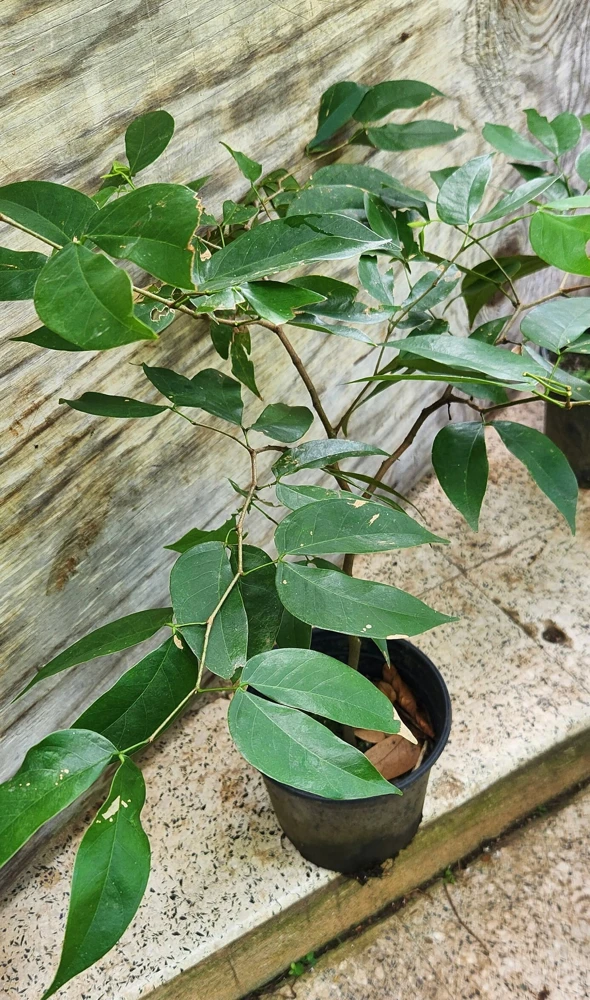 Carob Live Fruit Tree, Ceratonia siliqua, 2-3ft Tall Plant, Sweet Pods - Image 5