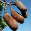 Carob Live Fruit Tree, Ceratonia siliqua, 2-3ft Tall Plant, Sweet Pods - Image 1