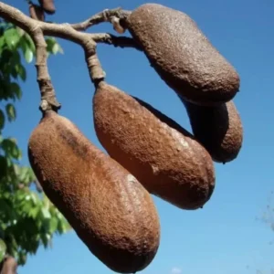 Carob Live Fruit Tree, Ceratonia siliqua, 2-3ft Tall Plant, Sweet Pods - Image 1