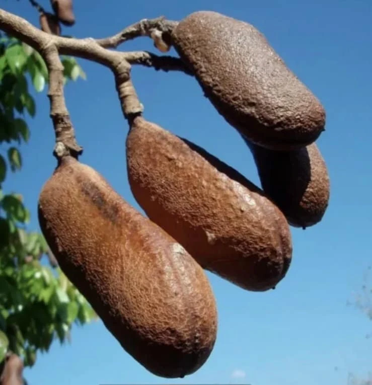 Carob Live Fruit Tree, Ceratonia siliqua, 2-3ft Tall Plant, Sweet Pods - Image 1