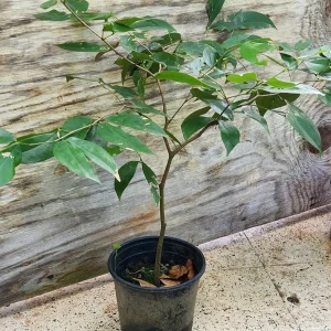 Carob Live Tree 12-18 inch Ceratonia siliqua - Edible Pods, Outdoor - Image 2