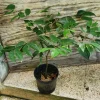 Carob Live Tree 12-18 inch Ceratonia siliqua - Edible Pods, Outdoor - Image 1