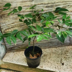 Carob Live Tree 12-18 inch Ceratonia siliqua - Edible Pods, Outdoor - Image 1