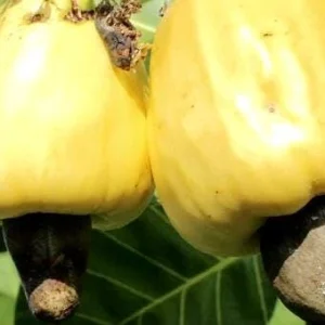 Cashew Tree Live Plant - Marañón Fruit Sapling - Grow Your Own Nuts - Image 3