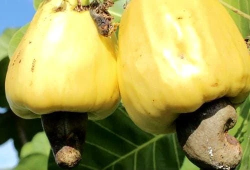 Cashew Tree Live Plant - Marañón Fruit Sapling - Grow Your Own Nuts - Image 3