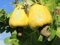Cashew Tree Live Plant - Marañón Fruit Sapling - Grow Your Own Nuts - Image 4