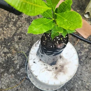 Cashew Tree Live Plant - Marañón Fruit Sapling - Grow Your Own Nuts - Image 1