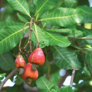 Cashew Tree Live Plant - Marañón Sapling for Home Gardens, Tropical Fruit Tree - Image 3