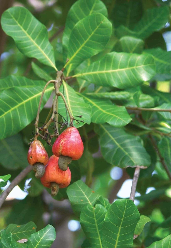 Cashew Tree Live Plant - Marañón Sapling for Home Gardens, Tropical Fruit Tree - Image 3