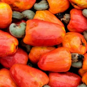 Cashew Tree Live Plant - Marañón Sapling for Home Gardens, Tropical Fruit Tree - Image 1