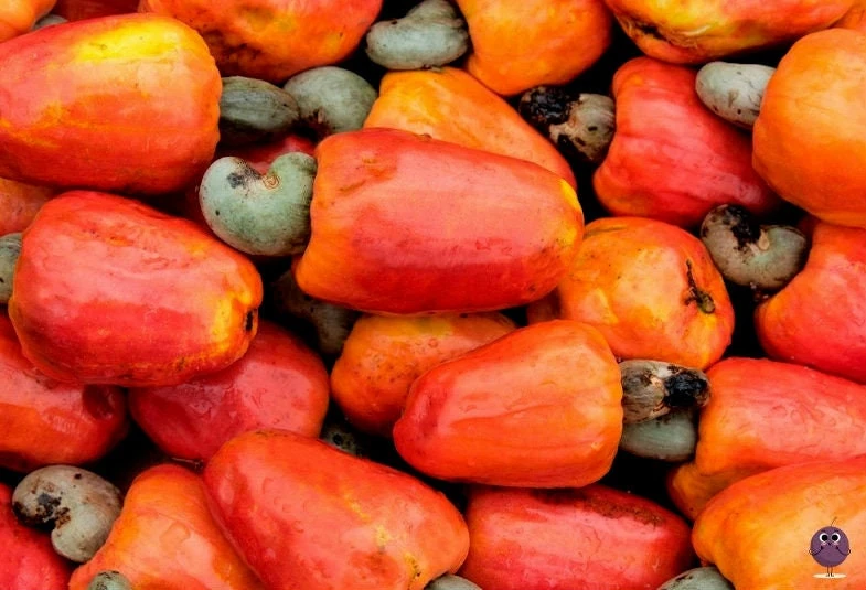Cashew Tree Live Plant - Marañón Sapling for Home Gardens, Tropical Fruit Tree - Image 1