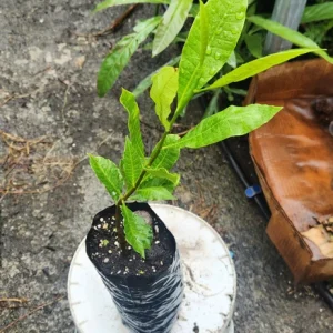 Cashew Tree Live Plant - Marañón Sapling for Home Gardens, Tropical Fruit Tree - Image 4