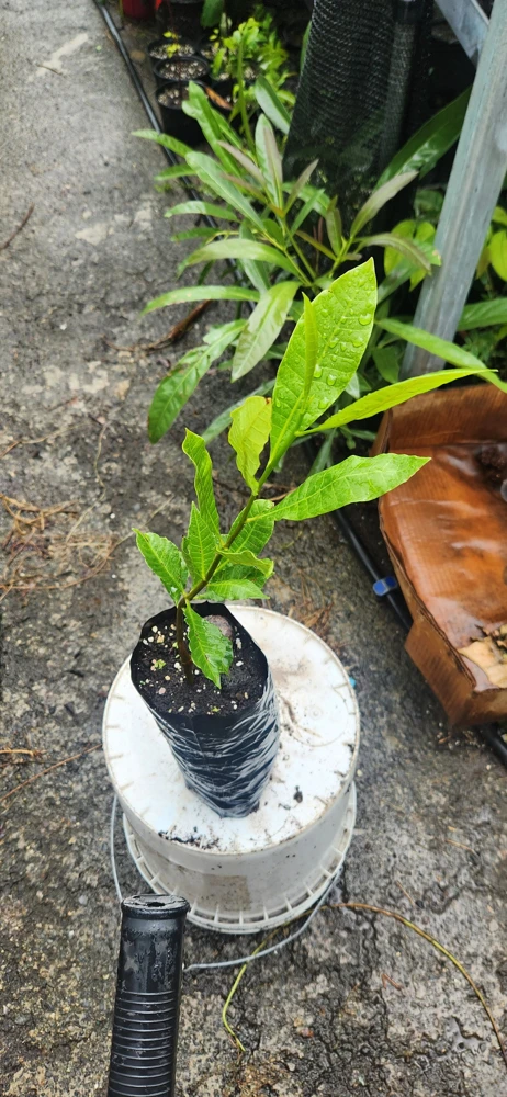 Cashew Tree Live Plant - Marañón Sapling for Home Gardens, Tropical Fruit Tree - Image 4