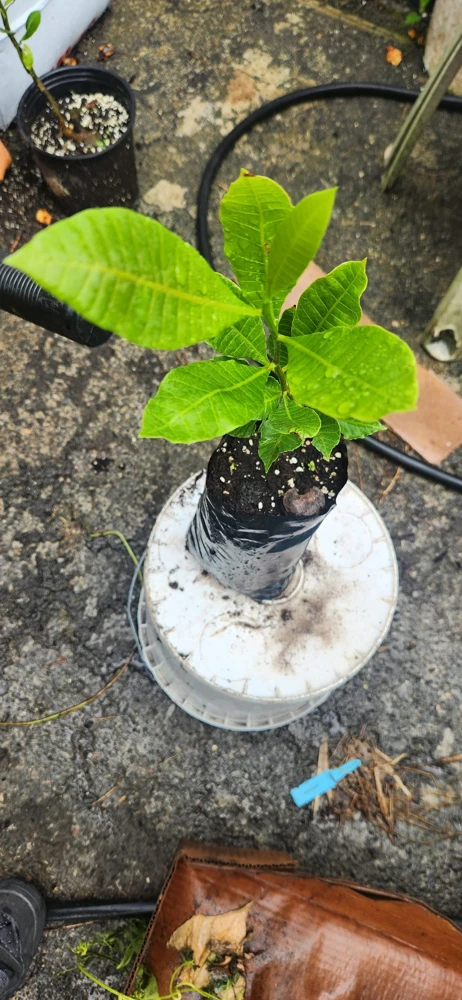 Cashew Tree Live Plant - Marañón Sapling for Home Gardens, Tropical Fruit Tree - Image 5
