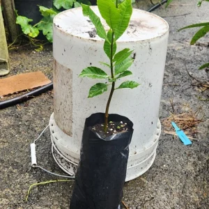 Cashew Tree Live Plant - Marañón Sapling for Home Gardens, Tropical Fruit Tree - Image 6