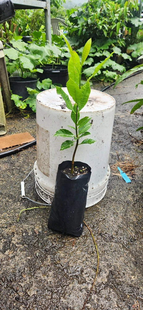 Cashew Tree Live Plant - Marañón Sapling for Home Gardens, Tropical Fruit Tree - Image 6