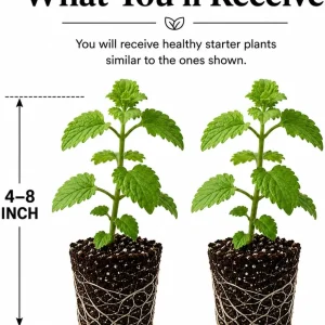 Catnip Live Plant Set of 2, Perennial Herb, 4-8 Inch Tall, Indoor/Outdoor - Image 2