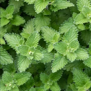 Catnip Live Plant Set of 2, Perennial Herb, 4-8 Inch Tall, Indoor/Outdoor - Image 5