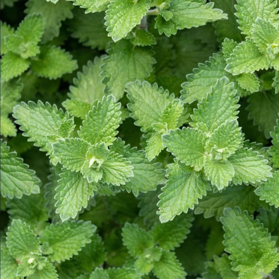 Catnip Live Plant Set of 2, Perennial Herb, 4-8 Inch Tall, Indoor/Outdoor - Image 5