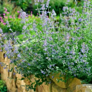 Catnip Live Plant Set of 2, Perennial Herb, 4-8 Inch Tall, Indoor/Outdoor - Image 6