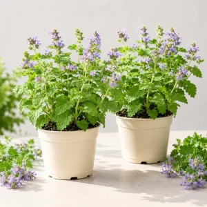 Catnip Live Plant Set of 2, Perennial Herb, 4-8 Inch Tall, Indoor/Outdoor - Image 1