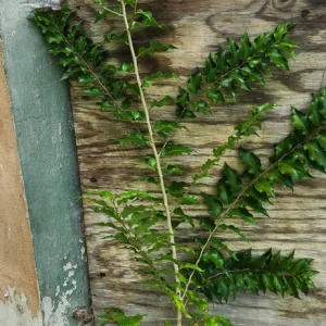 Ceylon Gooseberry Tree Live Plant - Dovyalis hebecarpa - 10-24 inch Tall Fruit Tree - Image 2