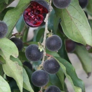 Ceylon Gooseberry Tree Live Plant - Dovyalis hebecarpa - 10-24 inch Tall Fruit Tree - Image 3