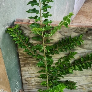 Ceylon Gooseberry Tree Live Plant - Dovyalis hebecarpa - 10-24 inch Tall Fruit Tree - Image 4