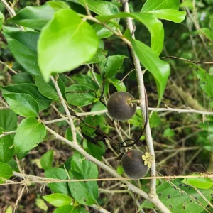 Ceylon Gooseberry Tree Live Plant - Dovyalis hebecarpa - 10-24 inch Tall Fruit Tree - Image 5