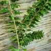 Ceylon Gooseberry Tree Live Plant - Dovyalis hebecarpa - 10-24 inch Tall Fruit Tree - Image 1