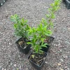 Cherry Rio Grande Live Fruit Tree - Eugenia involucrata - 12-24 inches - Image 1