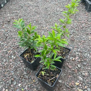 Cherry Rio Grande Live Fruit Tree - Eugenia involucrata - 12-24 inches - Image 1
