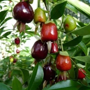 Cherry Rio Grande Live Fruit Tree - Eugenia involucrata - 12-24 inches - Image 2